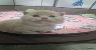 British Shorthair cats - Advert 14