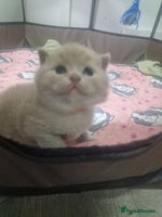 British Shorthair cats - Advert 11