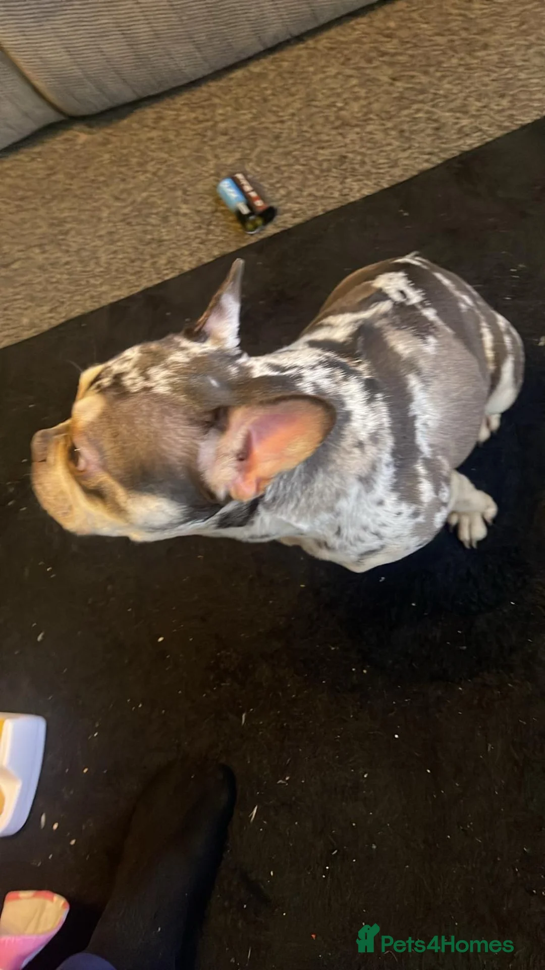 French Bulldog dogs for sale: Chocolate Merle French Bulldog PEDIGREE REGISTERED - Advert 2