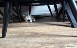 Domestic Shorthair cats for sale: Half bengal - Image 14