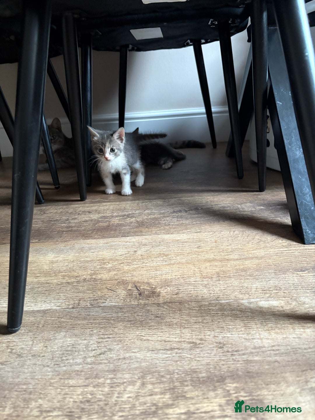 Domestic Shorthair cats for sale: Half bengal - Image 14