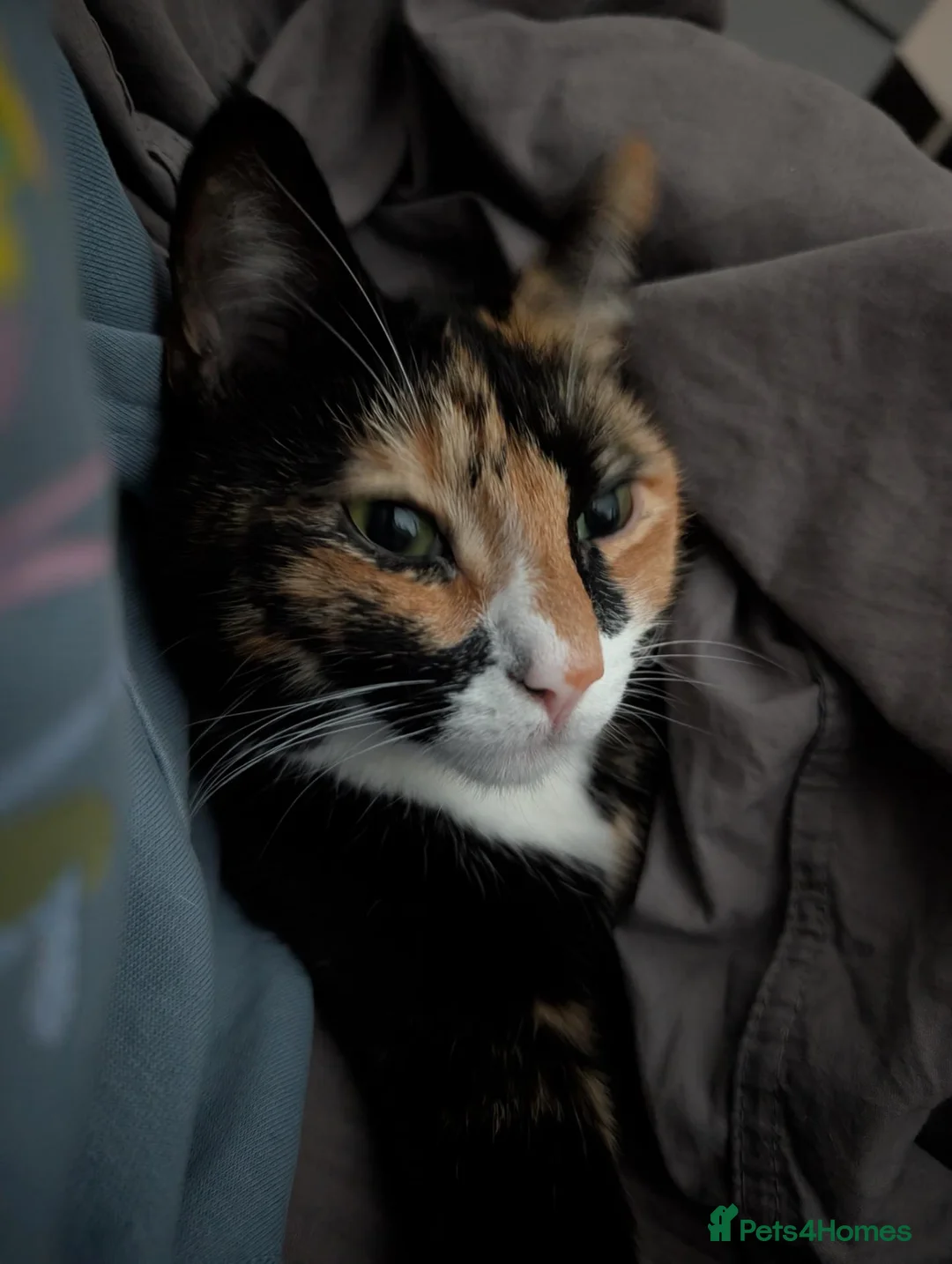 Mixed Breed cats for sale: Jaffa in Bootle - Advert 3