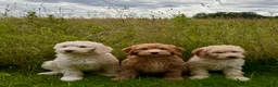 Goldendoodle dogs for sale: Fabulous Australian Doubledoodle Puppies  - Advert 7