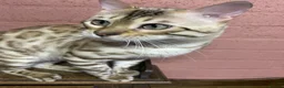 Bengal cats for sale: Beautiful Bengal family members - Advert 5