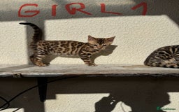 Bengal cats for sale: 5 Bengal kittens , 2 boys and 3 girls  - Image 15