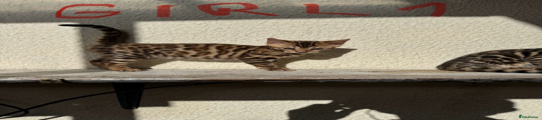 Bengal Kitten 3