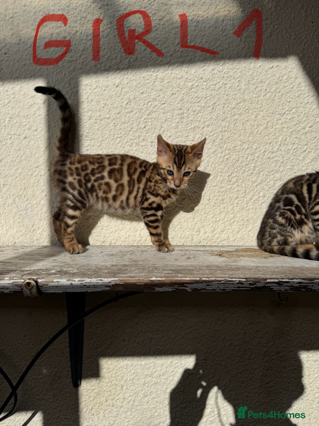 Bengal cats for sale: 5 Bengal kittens , 2 boys and 3 girls  - Image 15