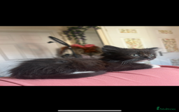 Mixed Breed cats for sale: Sweet kitten needs a home ASAP - Image 2