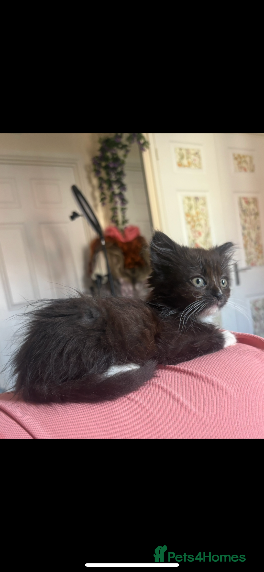 Mixed Breed cats for sale: Sweet kitten needs a home ASAP - Image 2