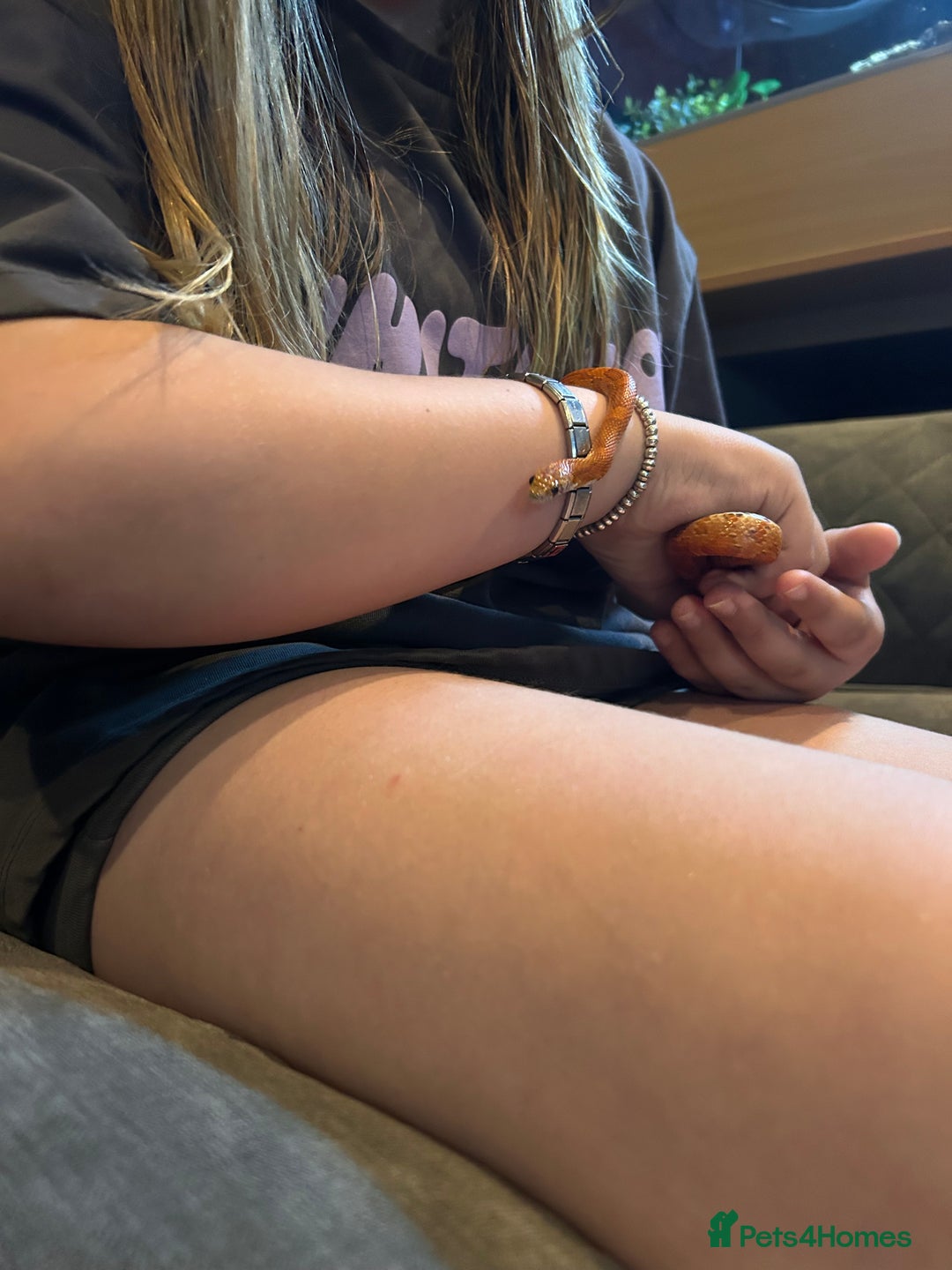 Corn Snake reptiles for sale: Corn snake and set up - Image 2