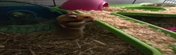 Hamster rodents for sale: Syrian Hamster - Advert 1