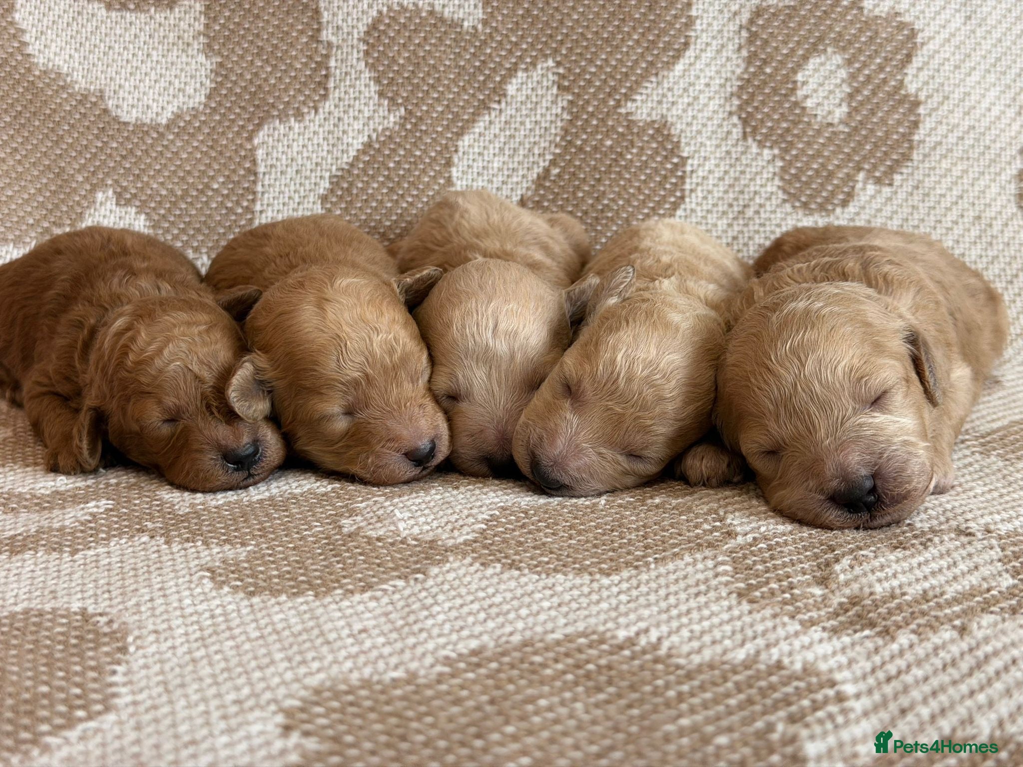 Miniature Poodle dogs 🤎🐶miniature poodles🐶🤎 - Advert 1