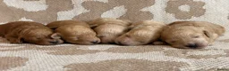 Miniature Poodle dogs for sale: 🤎🐶miniature poodles🐶🤎 - Advert 1