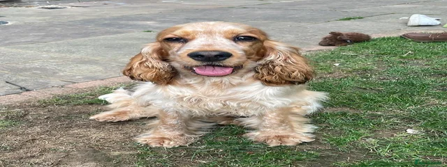 Nala