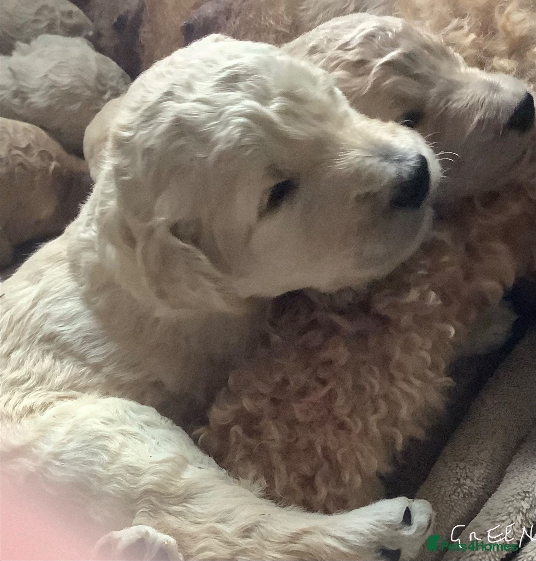 Standard Poodle dogs for sale: KC Standard Poodle Puppies - Advert 3