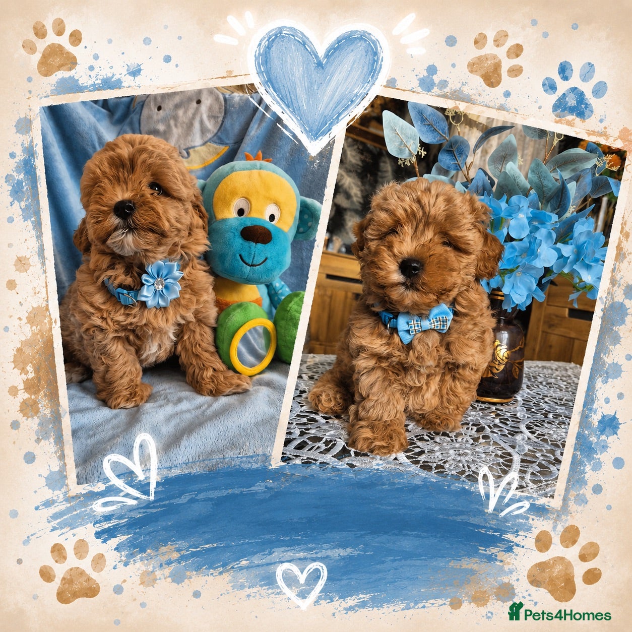 Maltipoo dogs Beautiful Maltipoo Puppies - Advert 9