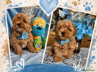 Maltipoo dogs Beautiful Maltipoo Puppies - Advert 14