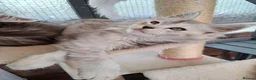 Maine Coon cats for sale: Maine Coon Kittens looking for new loving home in Birmingham - Advert 9