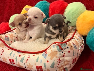 Chihuahua dogs - Advert 1