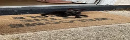 Mixed Breed cats for sale: 3 adorable domestic kittens - Advert 8