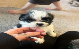 Zuchon dogs for sale: Bichon x Westie x Shih zu  - Advert 25