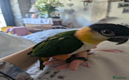 Parrots birds for sale: Black headed caique silly tamed babies - Image 3