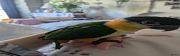 Parrots birds for sale: Black headed caique silly tamed babies - Advert 1