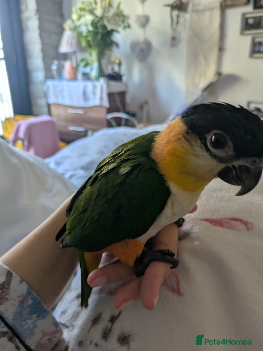 Parrots birds for sale: Black headed caique silly tamed babies - Advert 1