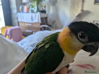 Parrots birds Black headed caique silly tamed babies - Advert 13