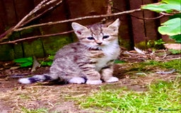British Shorthair cats for sale: Loving kittens looking for a loving home - Image 11