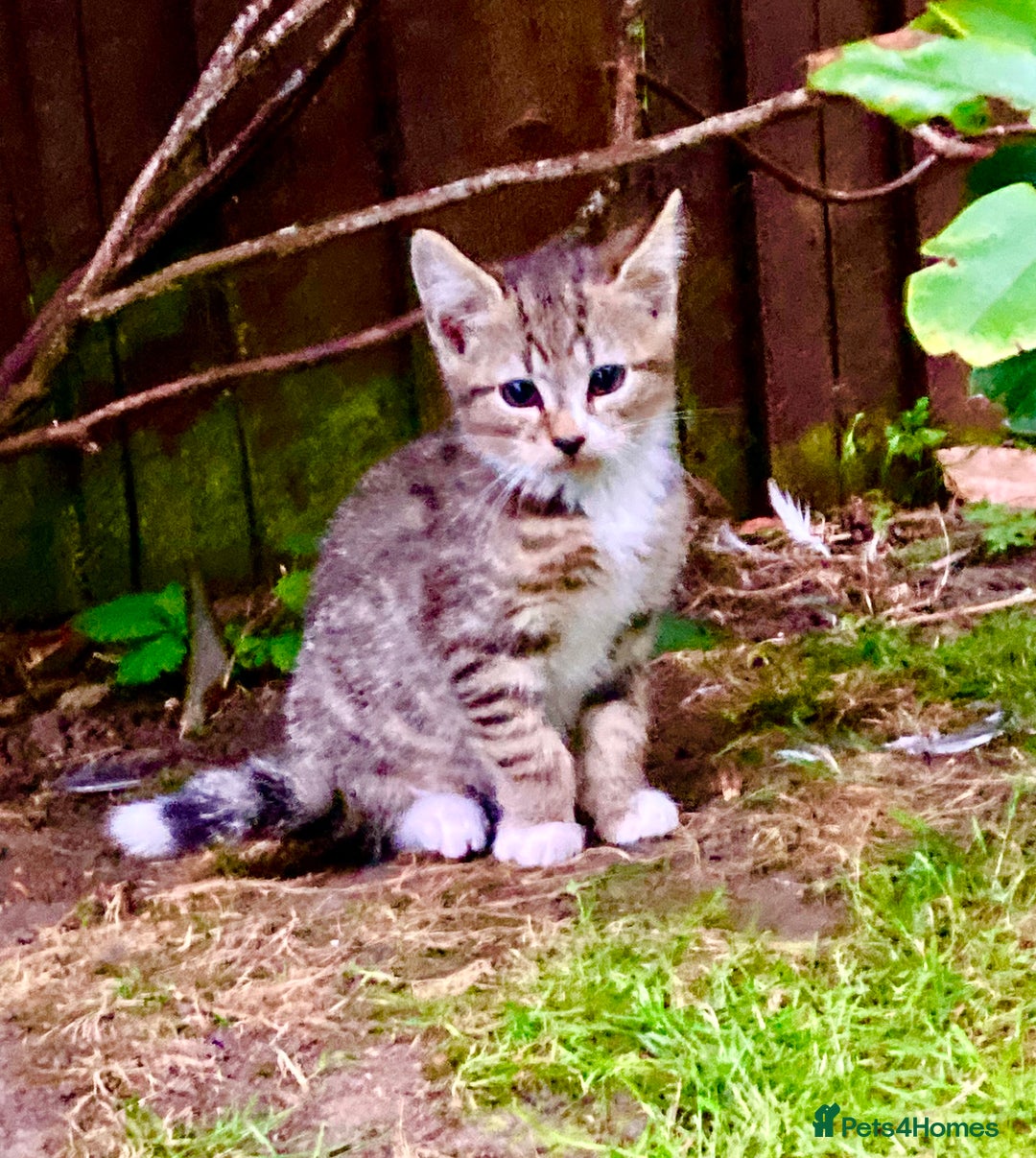 British Shorthair cats for sale: Loving kittens looking for a loving home - Image 11