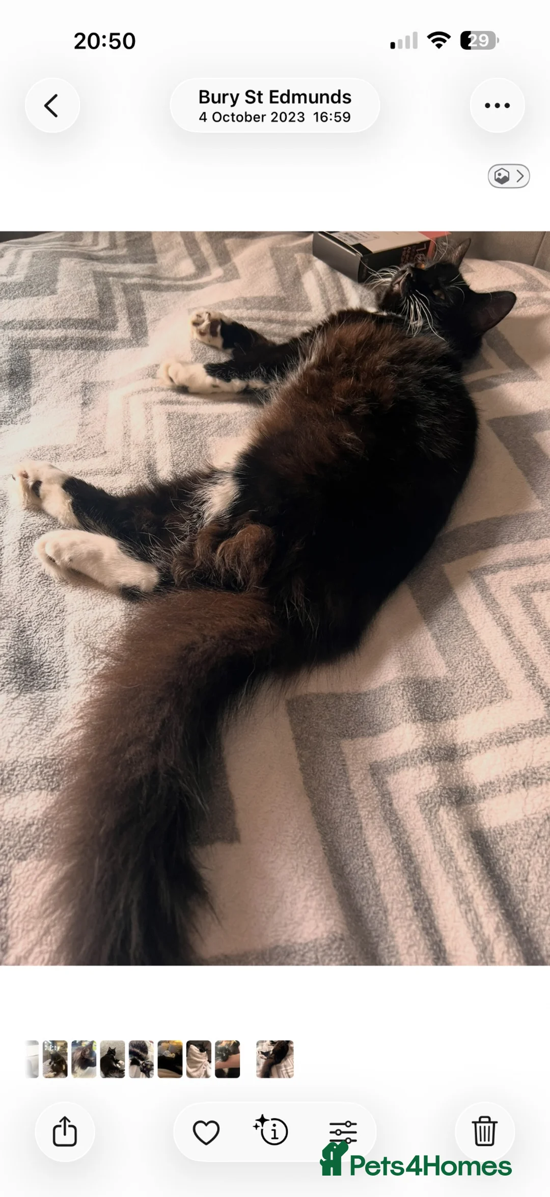 Mixed Breed cats for sale: Beautiful black and white cat Prin for rehoming in Bury Saint Edmunds - Advert 9
