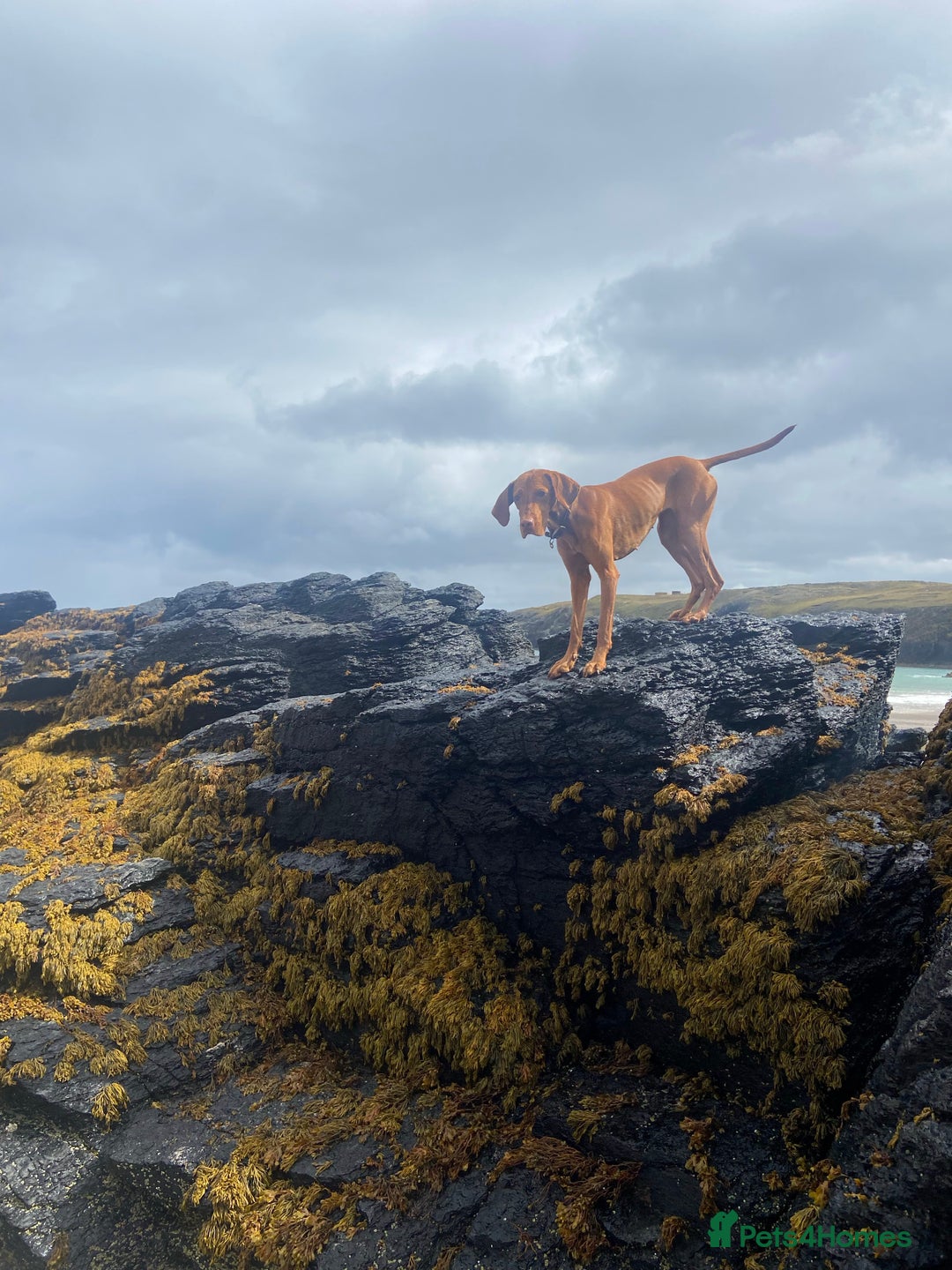 Hungarian Vizsla dogs for sale: Hungarian Vizsla puppies - KC registered  - Advert 7