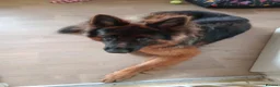 German Shepherd dogs for sale: Longhaired German shepard - Advert 3