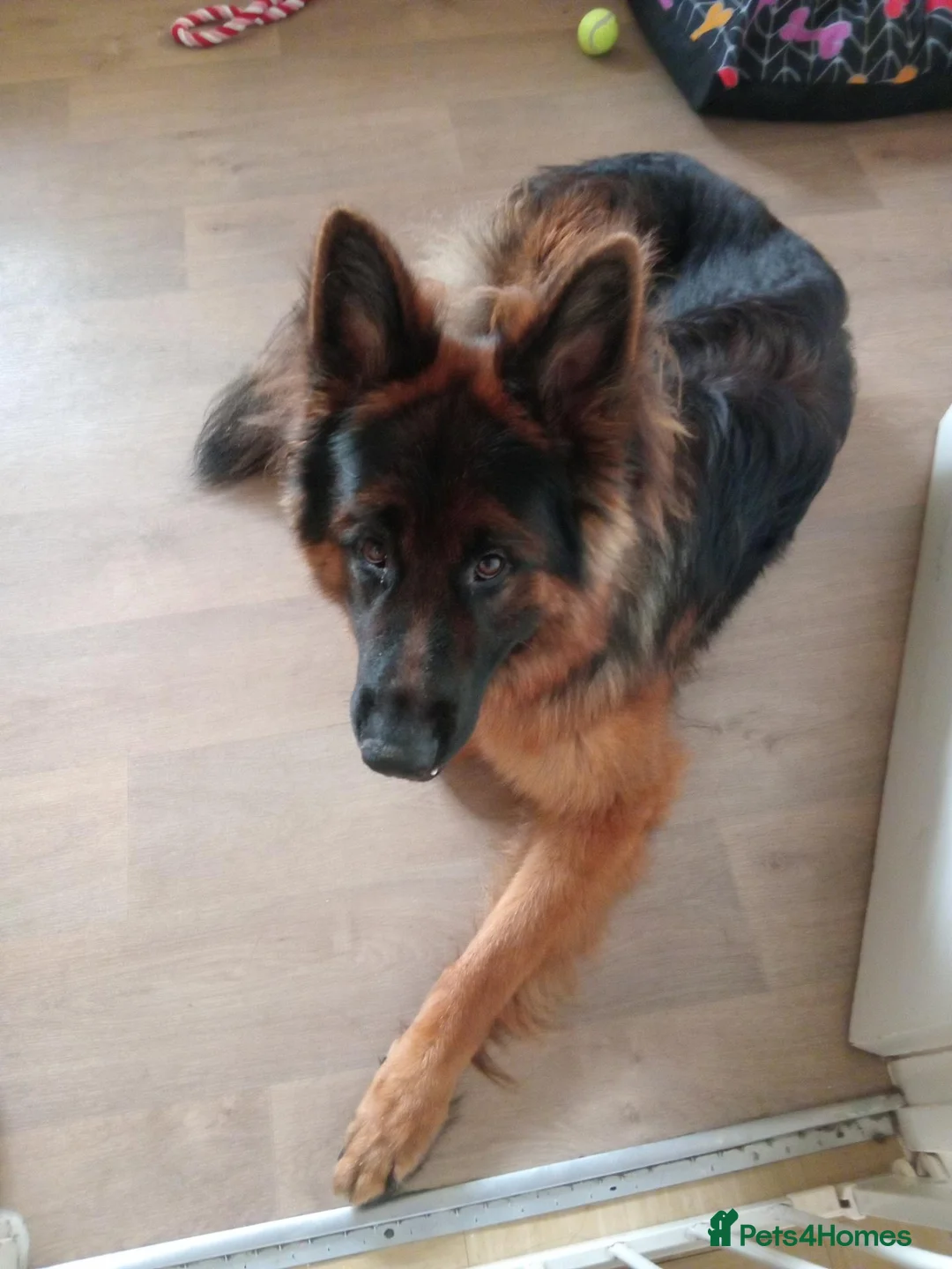German Shepherd dogs for sale: Longhaired German shepard - Advert 3