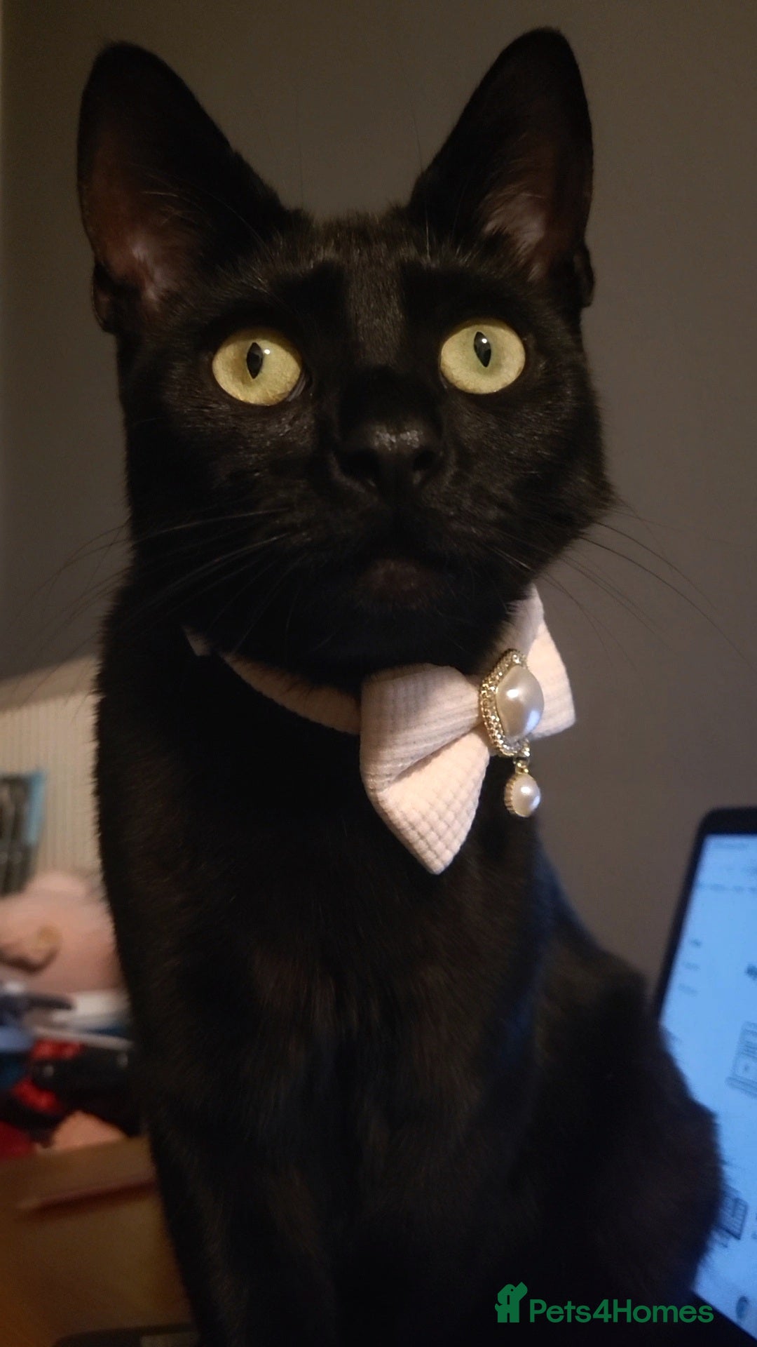 Mixed Breed cats BEAUTIFUL BLACK CAT  - Advert 1