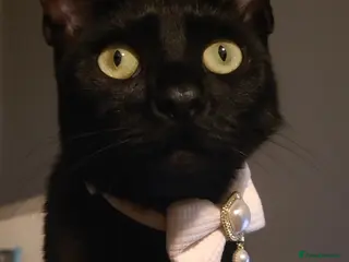 Mixed Breed cats BEAUTIFUL BLACK CAT - Advert 1