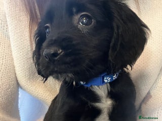 Cocker Spaniel dogs - Advert 10