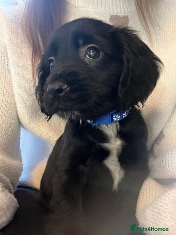 Cocker Spaniel dogs - Advert 12