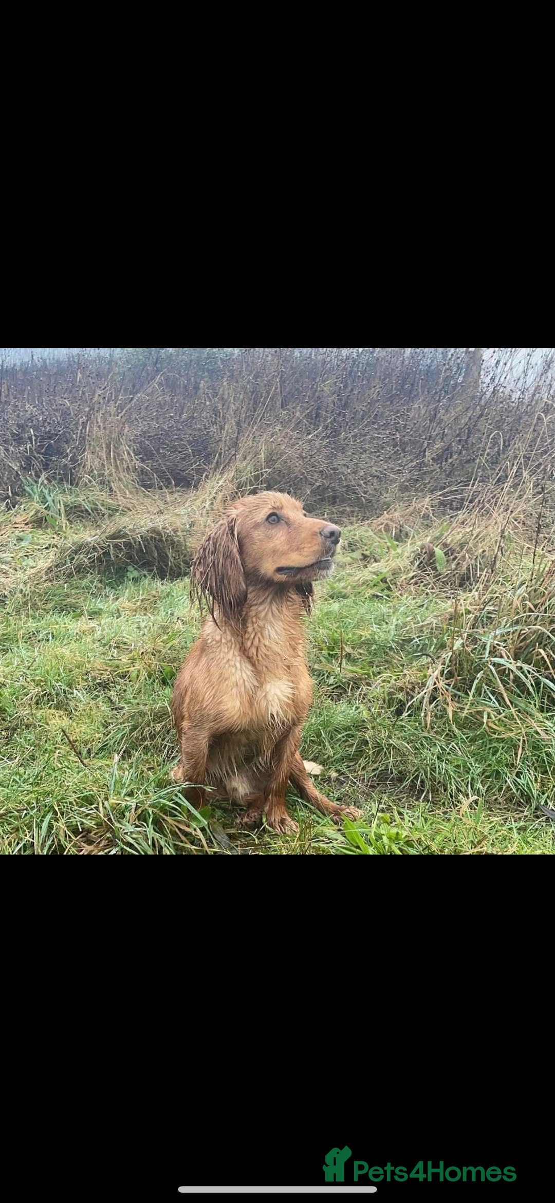 Cocker Spaniel dogs for sale: Health Tested Clear KC Registered Working Cockers - Advert 28