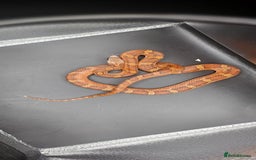 Corn Snake reptiles for sale: Baby cornsnakes for sale - Image 2