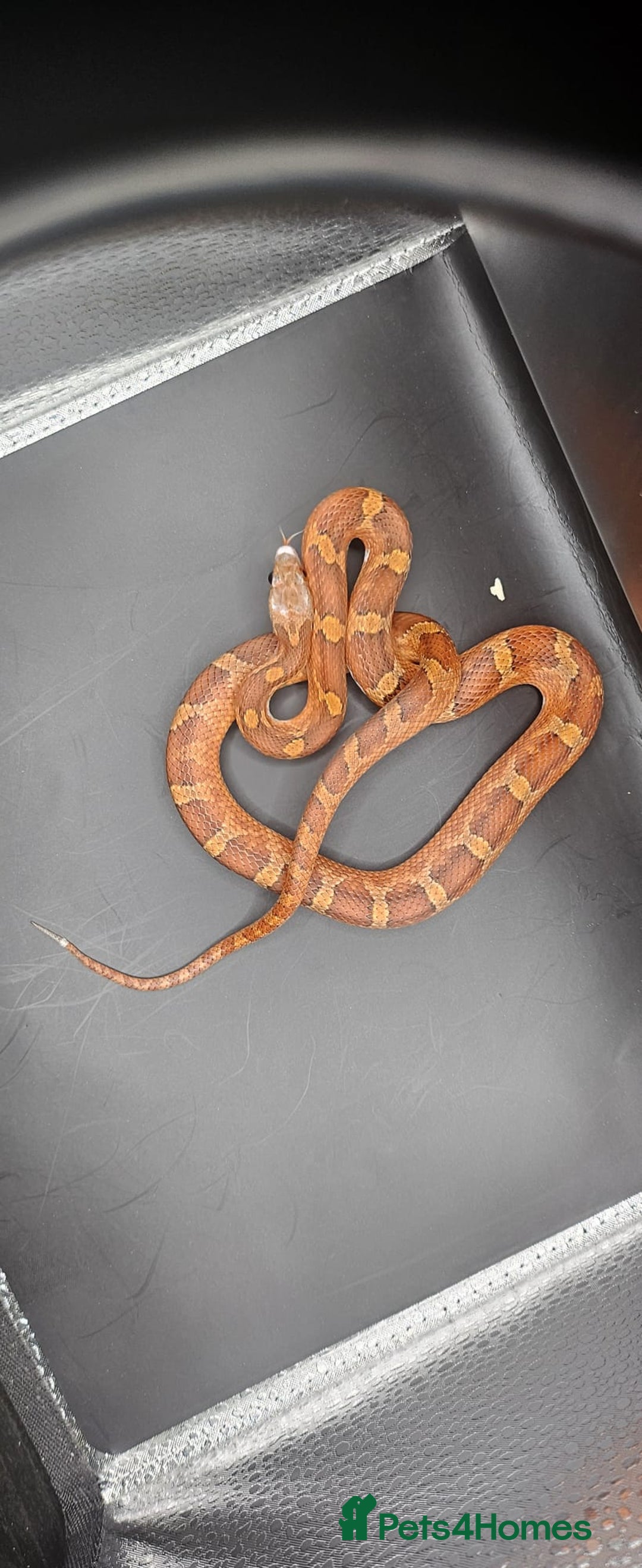 Corn Snake reptiles for sale: Baby cornsnakes for sale - Image 2