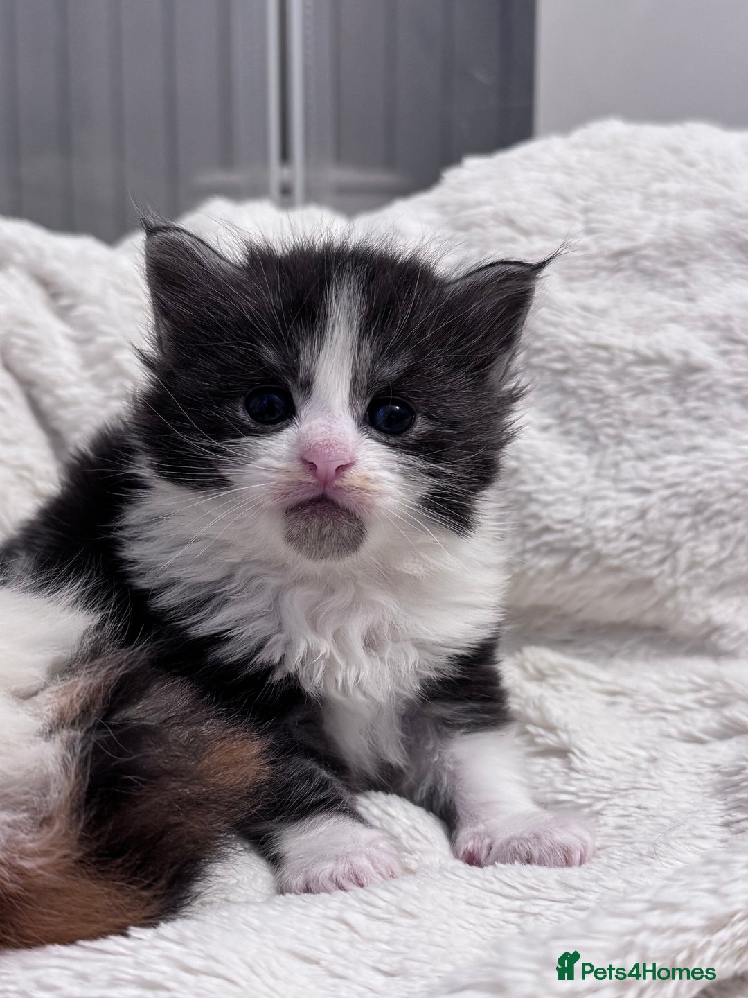 Maine Coon cats for sale: 🌟🌟Beautiful  Maine Coon kittens 🌟🌟🌟 - Advert 18