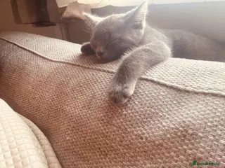 Mixed Breed cats Beautiful blue boy for sale - Advert 6