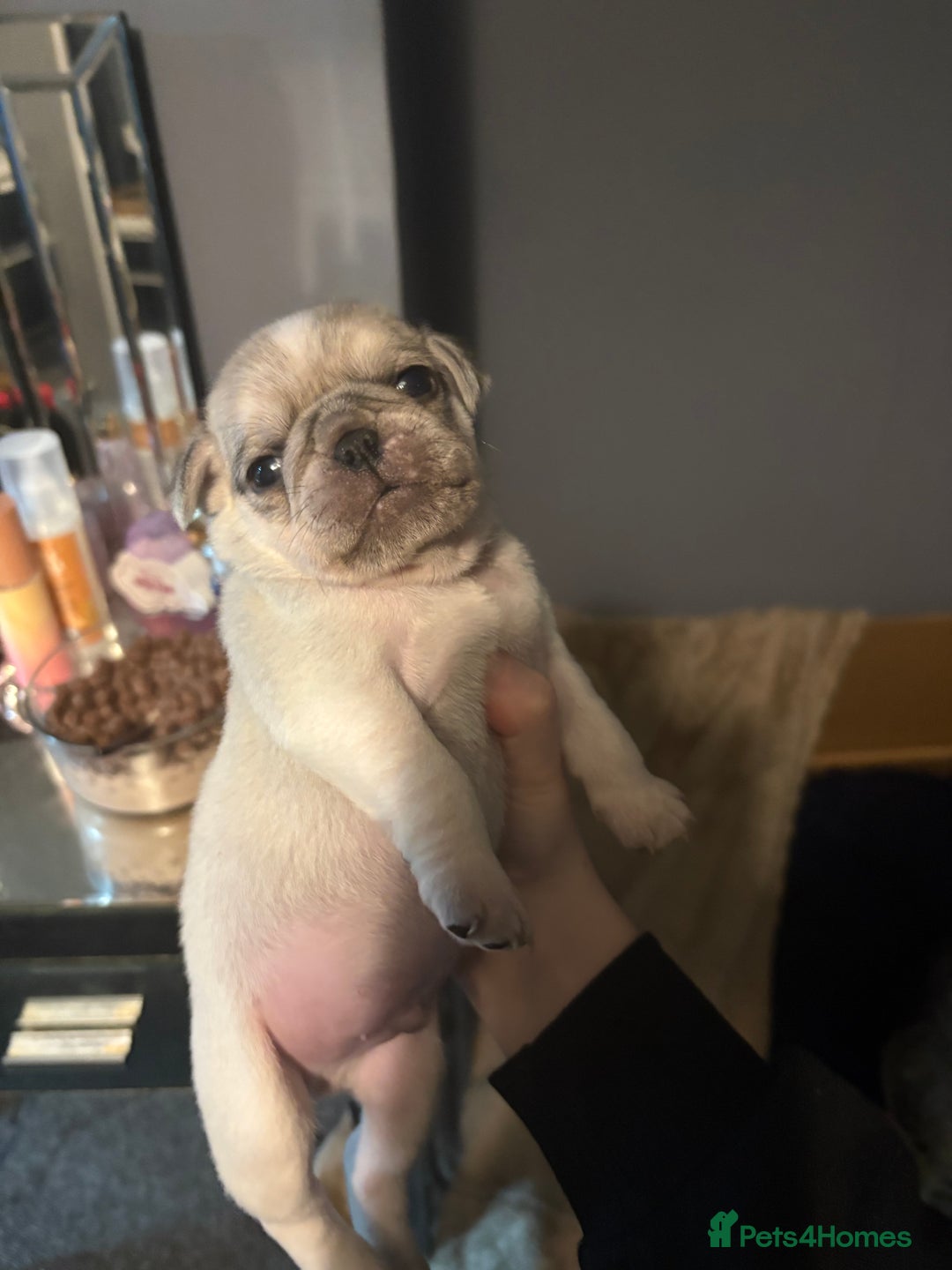 Pug dogs for sale: Pug pups for sale - Advert 3