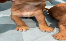 Cocker Spaniel dogs for sale: KC RED SHOW COCKER SPANIELS - Image 8