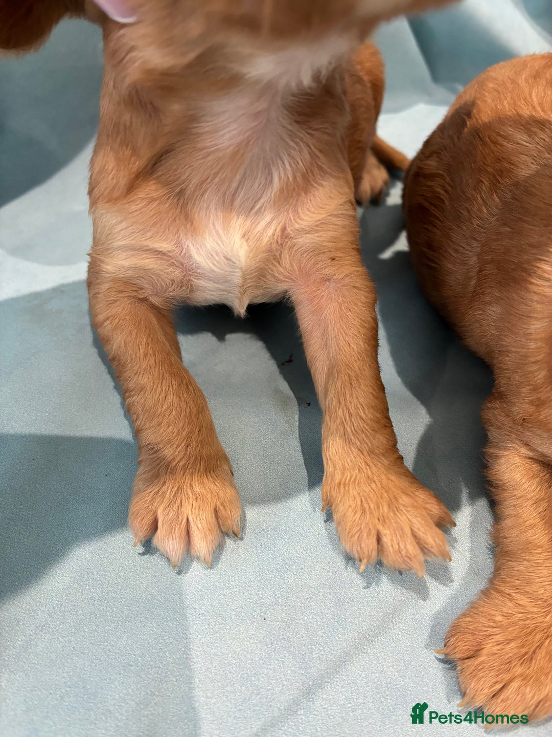Cocker Spaniel dogs for sale: KC RED SHOW COCKER SPANIELS - Image 8