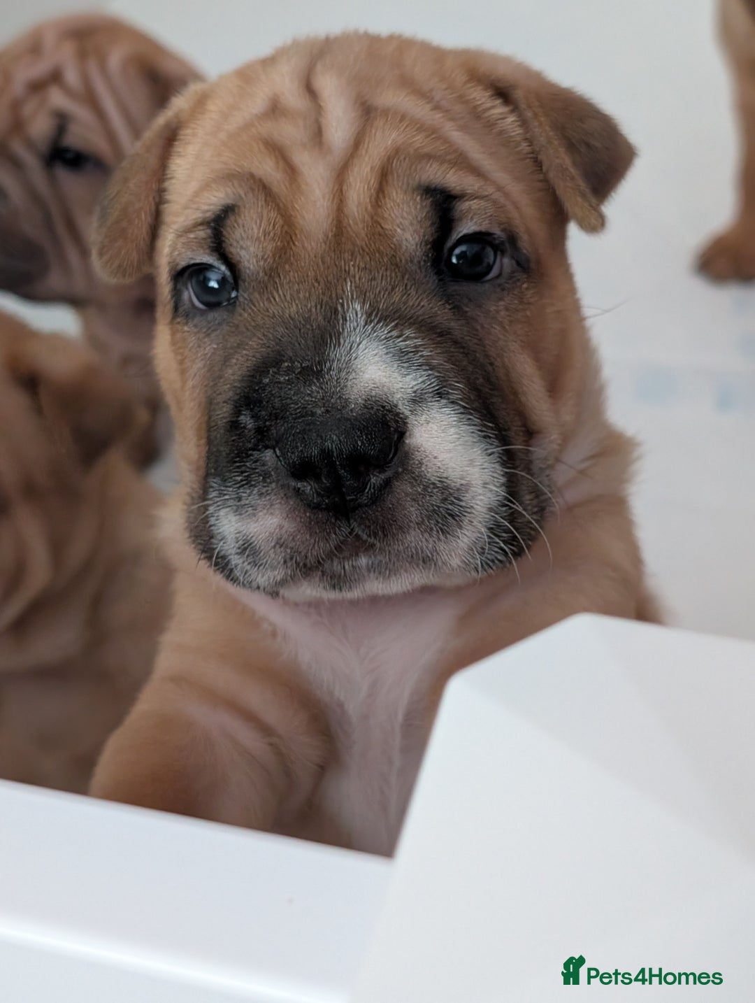 Shar Pei dogs for sale: Shar pei puppies  - Image 12