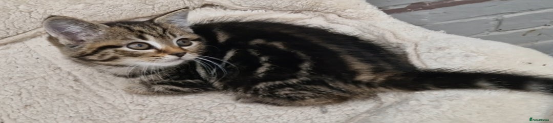 Mixed Breed Kitten 2