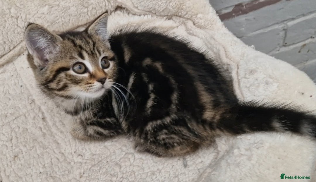 Mixed Breed cats for sale: 2 kittens half British Longhair  - Image 5